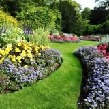 Professional tree work